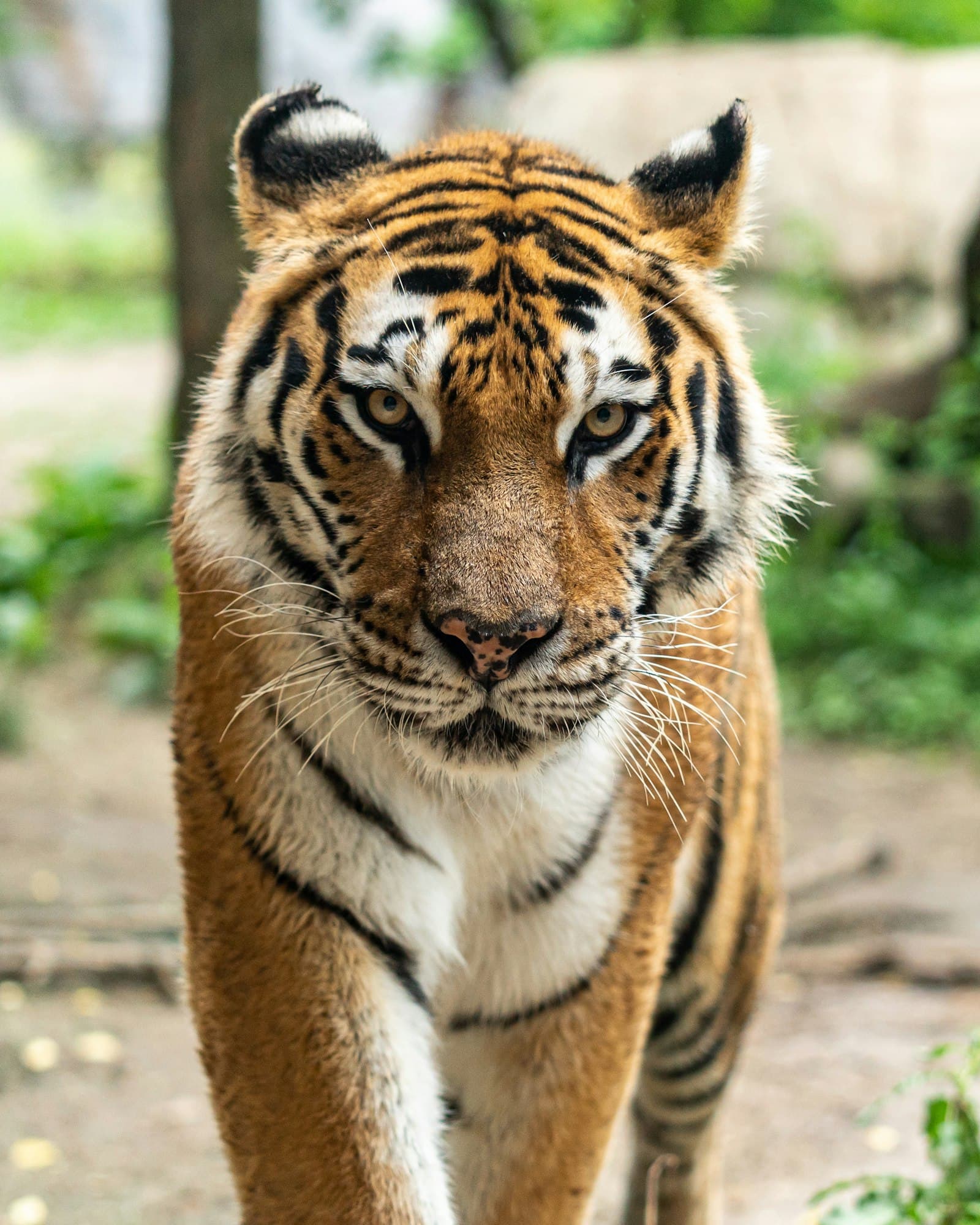 Chitwan Wildlife Adventure